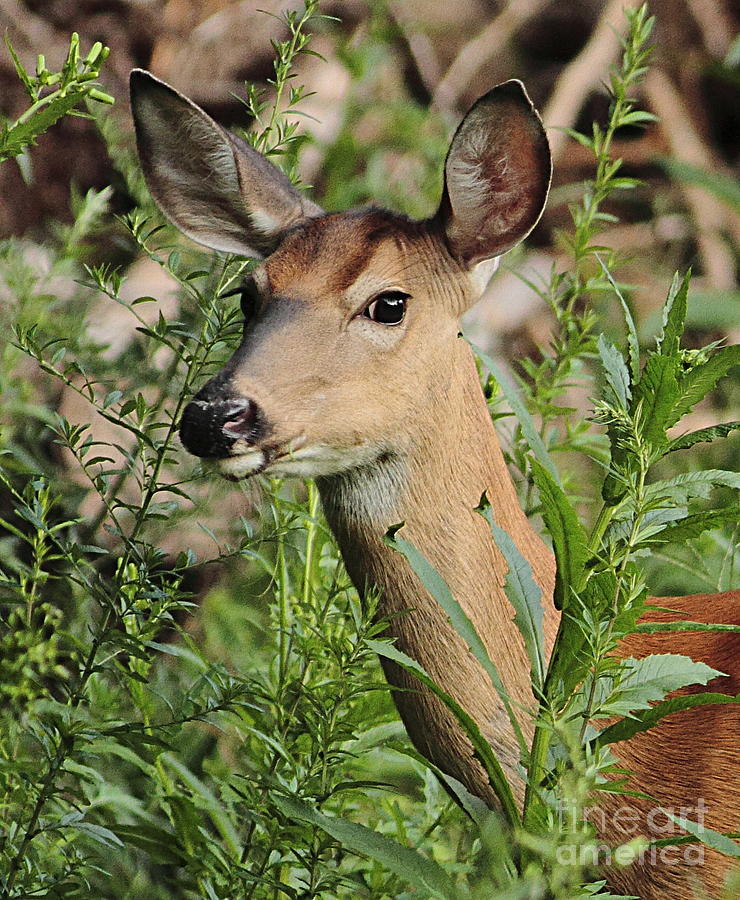 Deer Photograph - White Tail Deer by Linda C Johnson