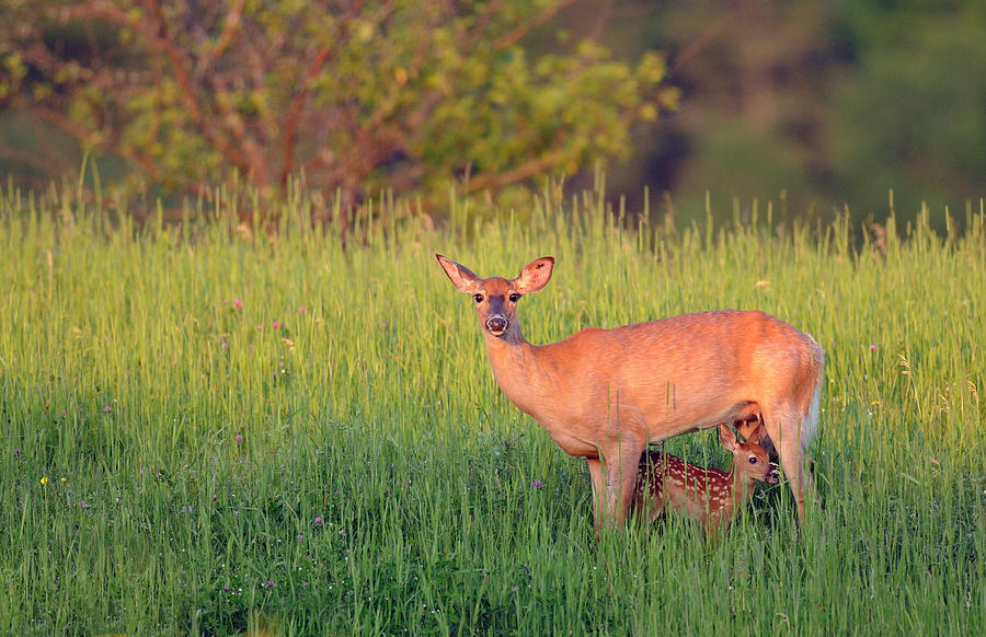 White-tail Doe And Fawn Photograph by Scott Linstead