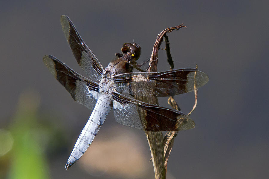 White Tail Dragonfly Photograph by David Freuthal