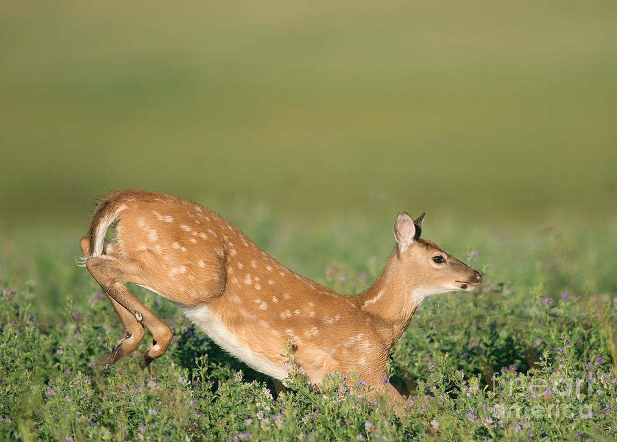 White tail Fawn  Photograph by Shannon Carson