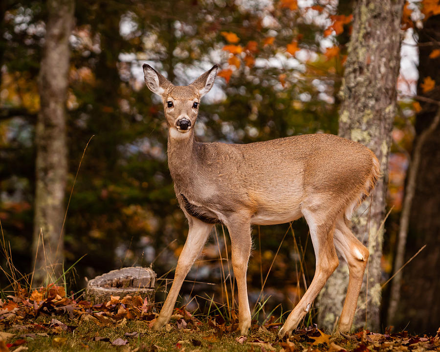 White Tail in Autumn Photograph by Melinda Ledsome