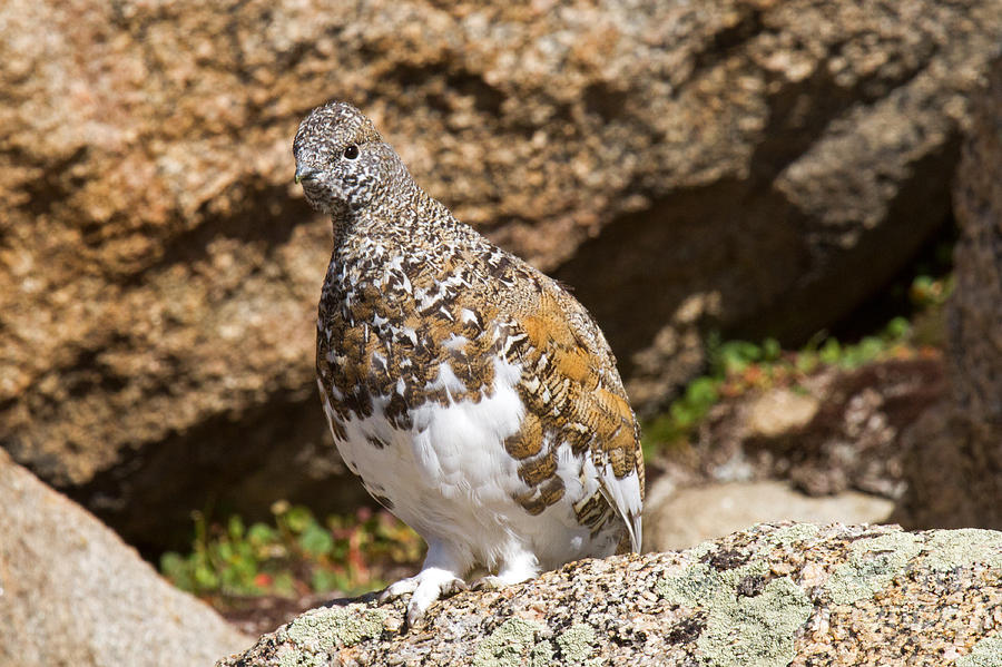 White Tail Ptarmigan on Mount Evans Photograph by Fred Stearns