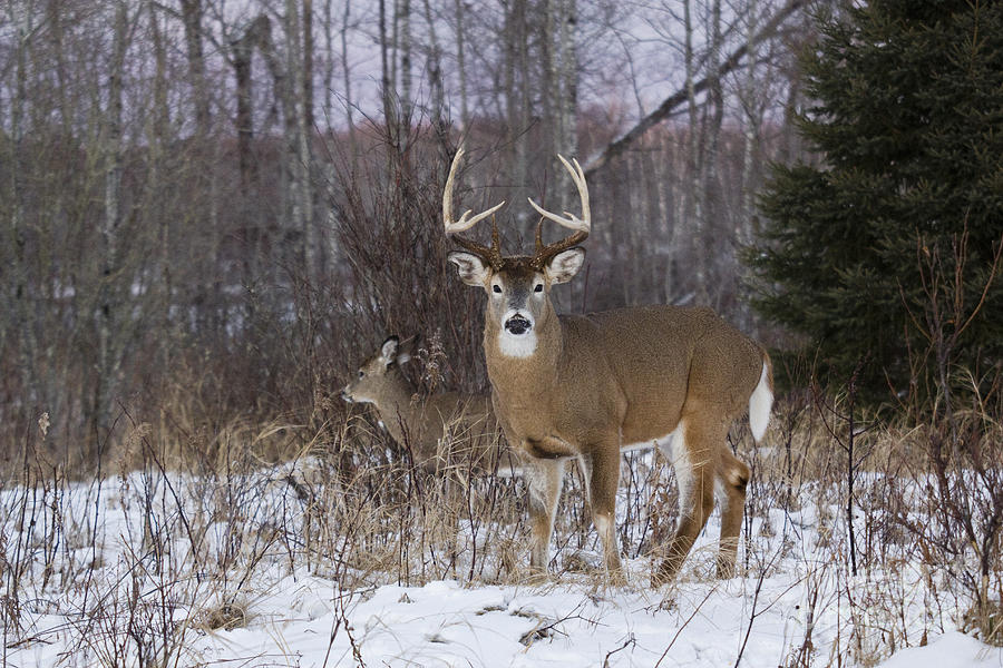 White-tailed Buck & Doe Photograph by Linda Freshwaters Arndt