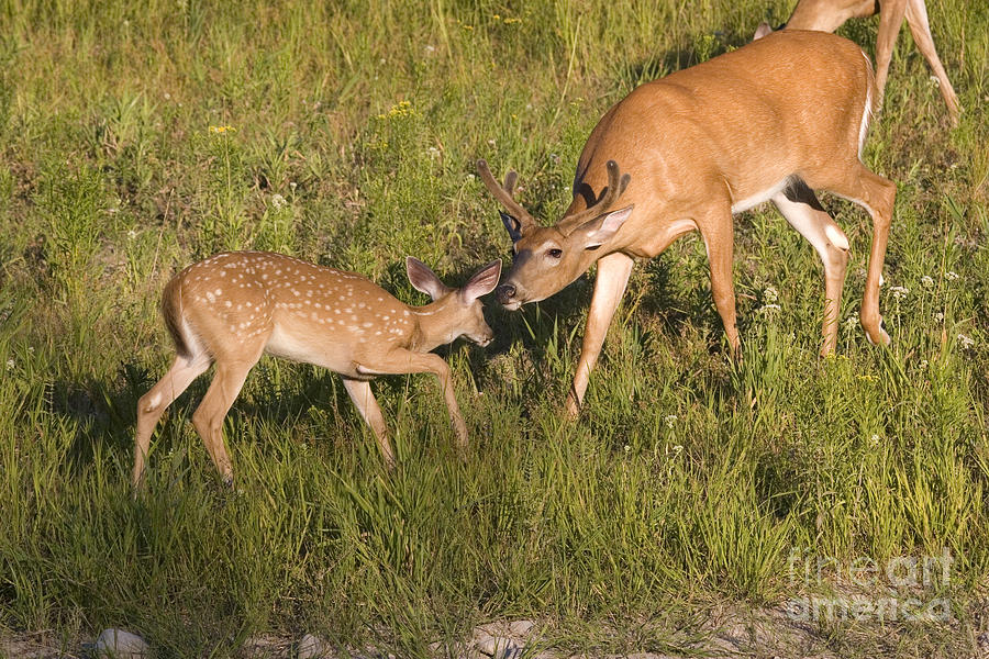 White-tailed Buck And Fawn Photograph by Linda Freshwaters Arndt