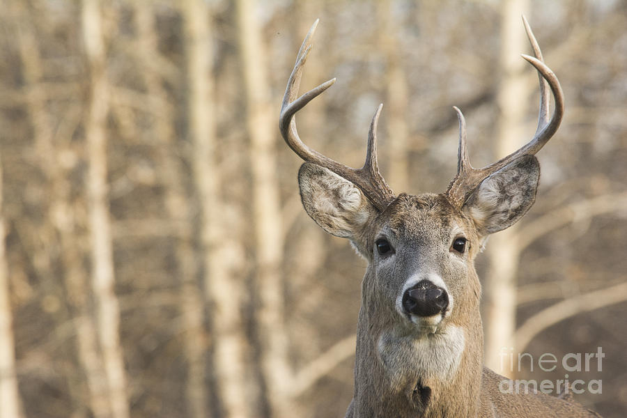 White-tailed Buck Photograph by Gary Beeler