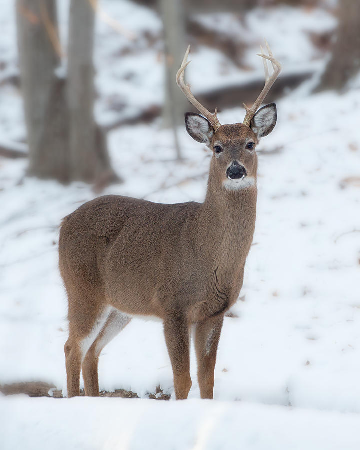 Deer Photograph - White Tailed Buck in Snow by Jack Nevitt