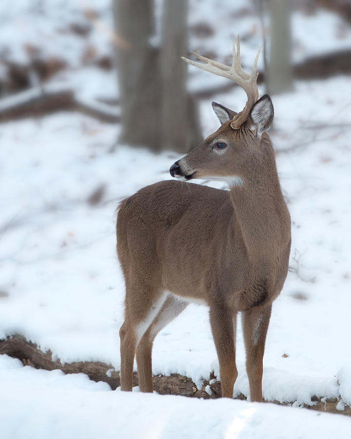 White tailed buck profile in snow Photograph by Jack Nevitt
