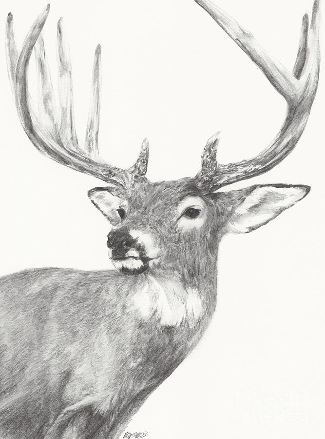 White tailed Buck study Drawing by Meagan  Visser