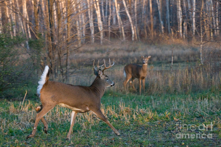 Deer Photograph - White-tailed Bucks by Linda Freshwaters Arndt