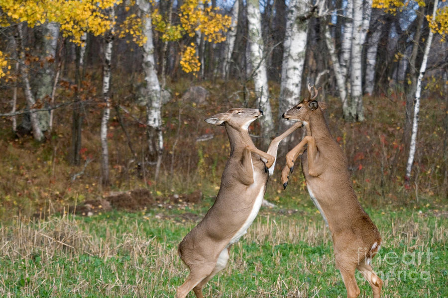 Deer Photograph - White-tailed Bucks Sparring by Linda Freshwaters Arndt