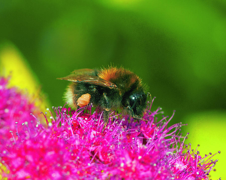 White Tailed Bumble Bee Photograph by Paul Scoullar