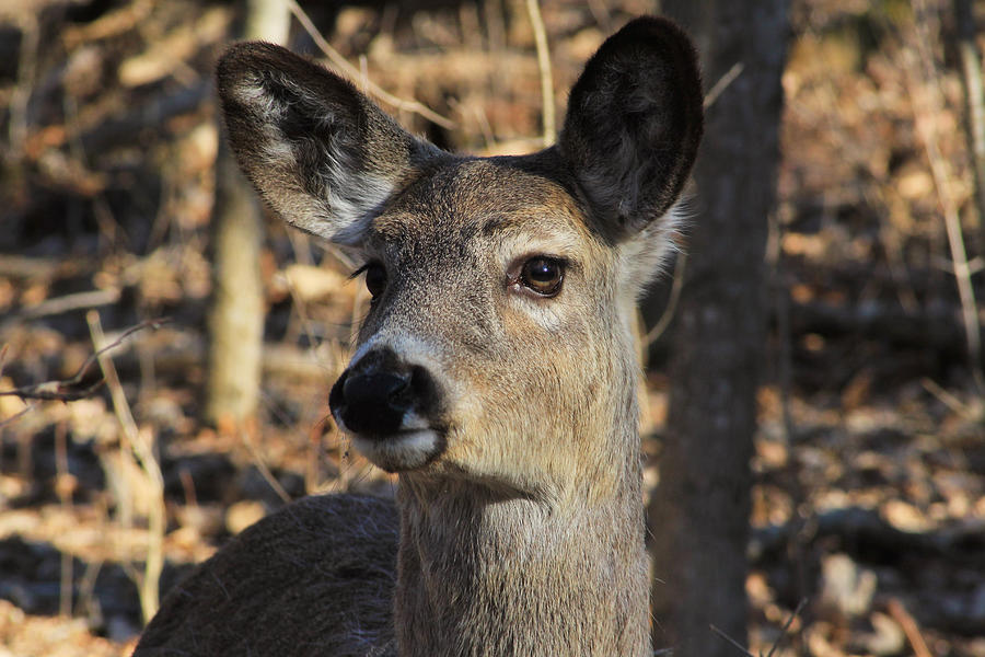 White Tailed Deer 1 Photograph by Jim Vance
