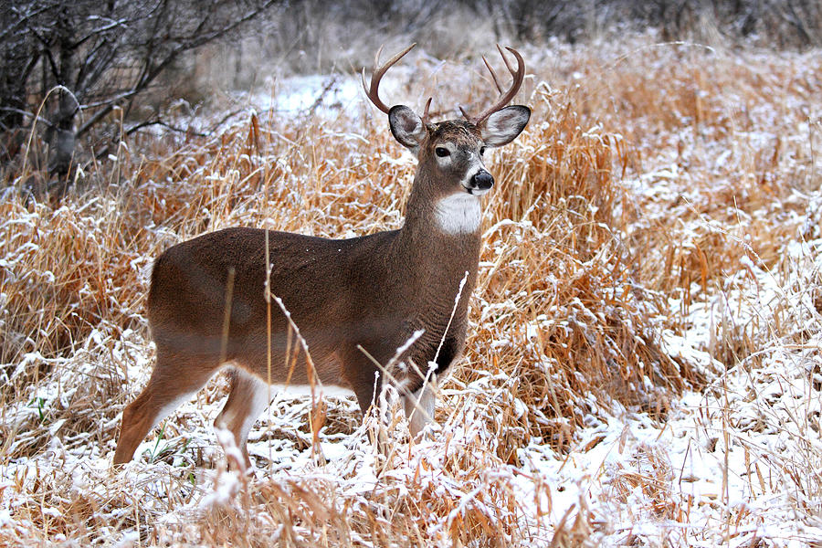 White-tailed deer - A regal stance Photograph by Jim Cumming
