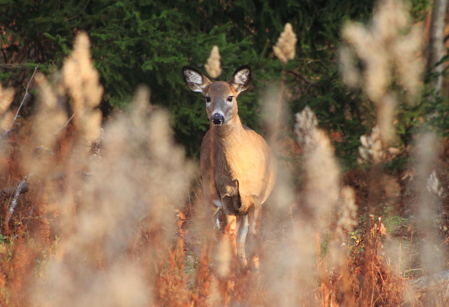 White Tailed Deer at Meadow Edge Photograph by John Burk