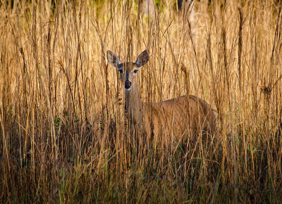White Tailed Deer Photograph by Bill Martin