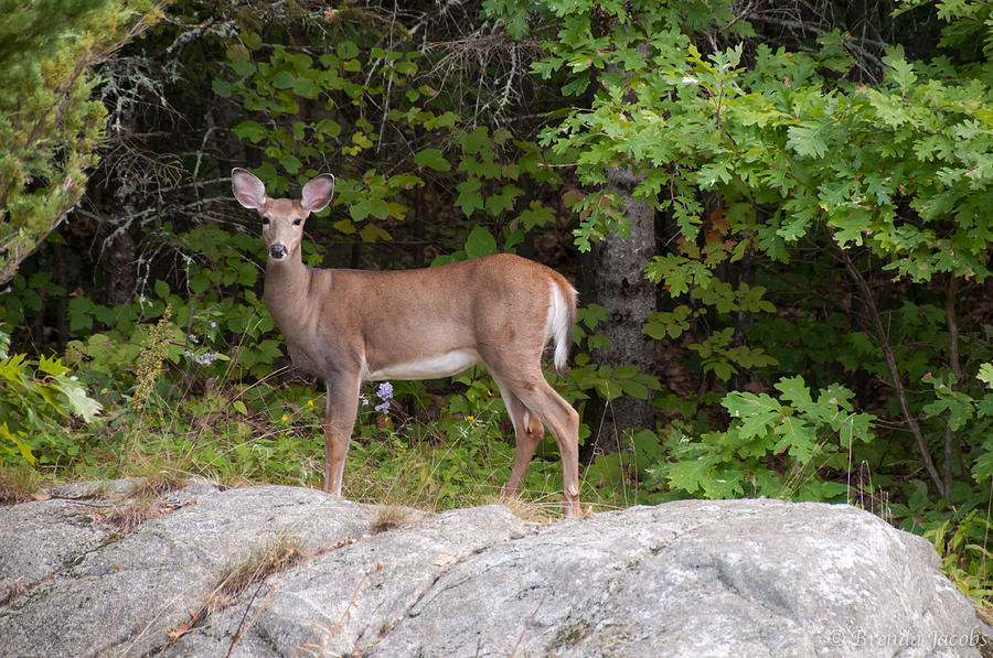 White Tailed Deer Photograph by Brenda Jacobs