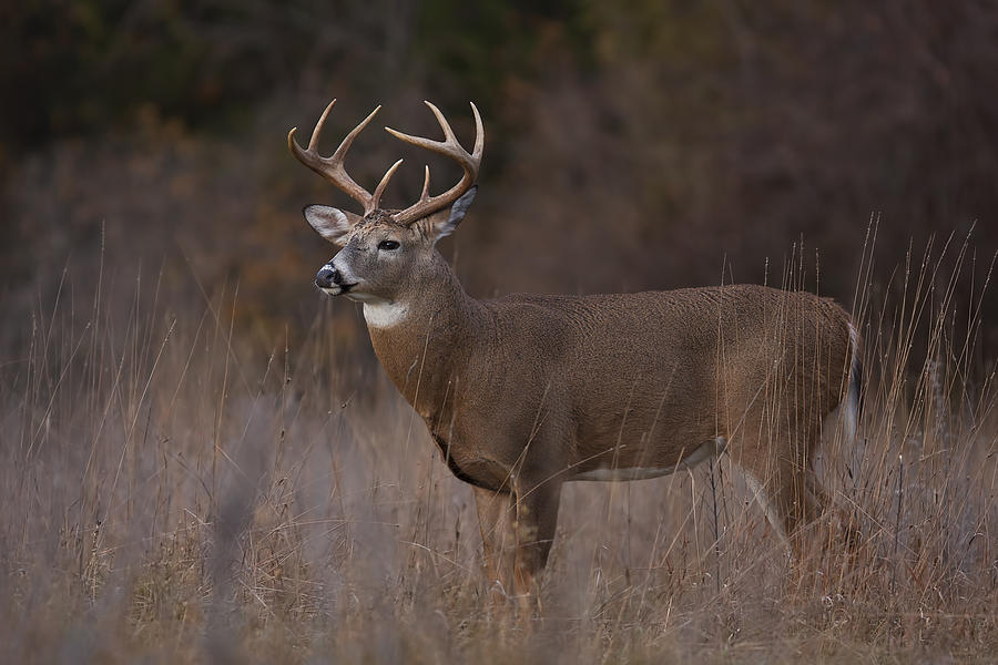 White-tailed deer buck during the rut in a autumn meadow in Canada Photograph by Jim Cumming