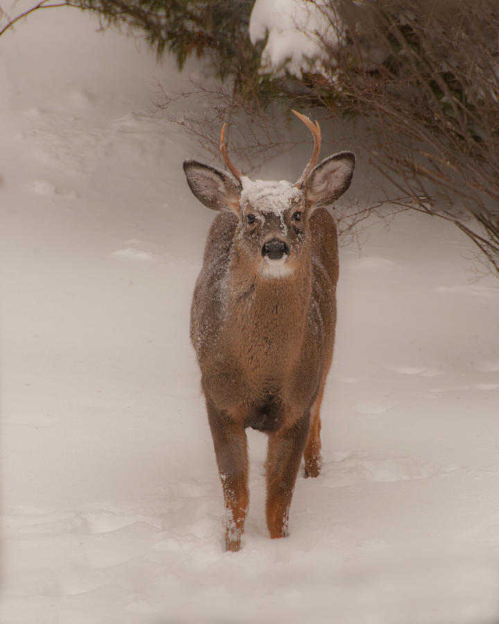 White Tailed Deer Buck in Snow Photograph by Brenda Jacobs