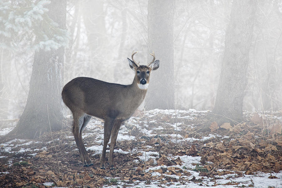 White Tailed Deer Buck in the Mist Photograph by Randall Nyhof
