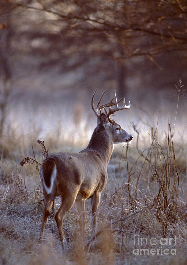 White-tailed Deer Buck Photograph by Jack R Brock