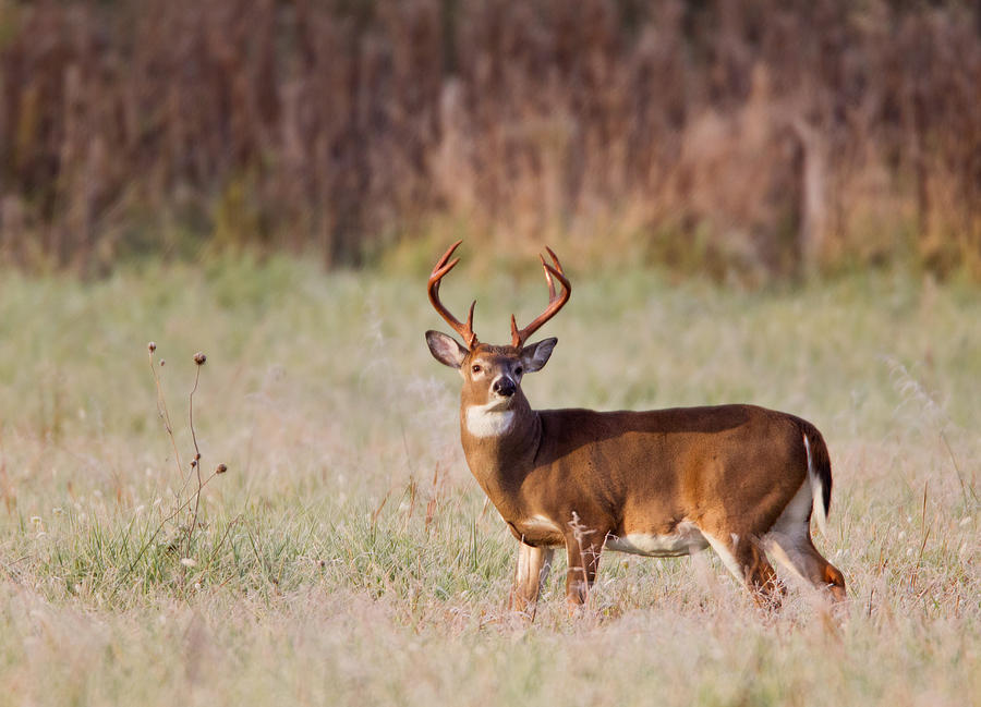 White Tailed Deer Buck Photograph by KenCanning