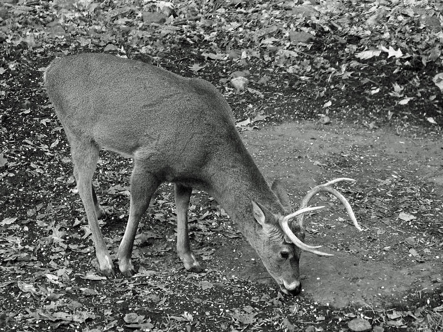 White-Tailed Deer - Buck - Odocoileus virginianus Photograph by Carol Senske