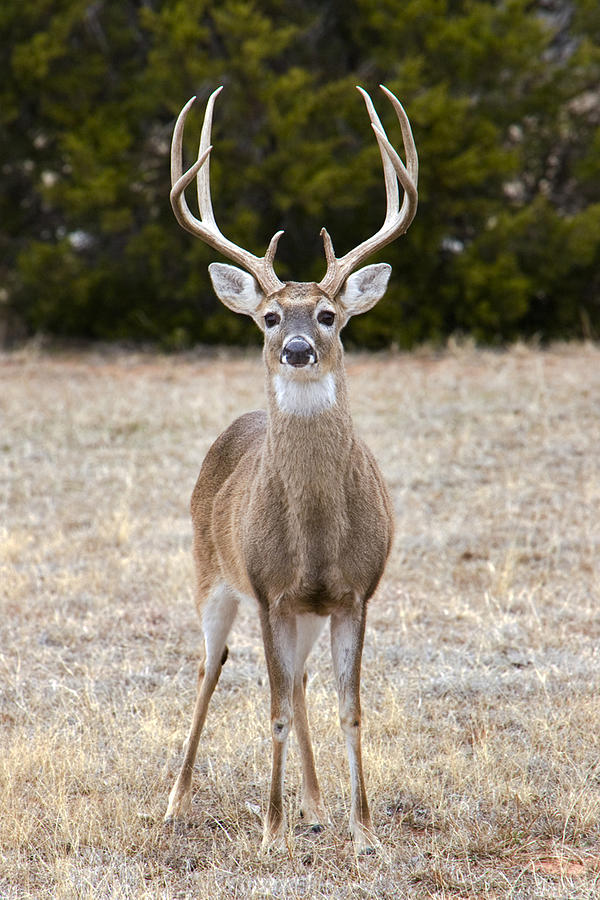 White-tailed deer buck Photograph by Ssucsy