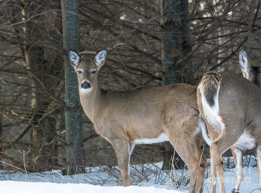 White-tailed Deer Photograph by Cheryl Baxter