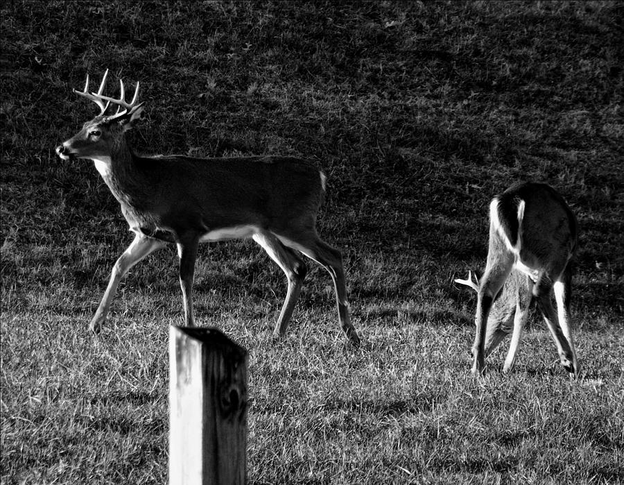 Black And White Photograph - White tailed Deer by Flees Photos
