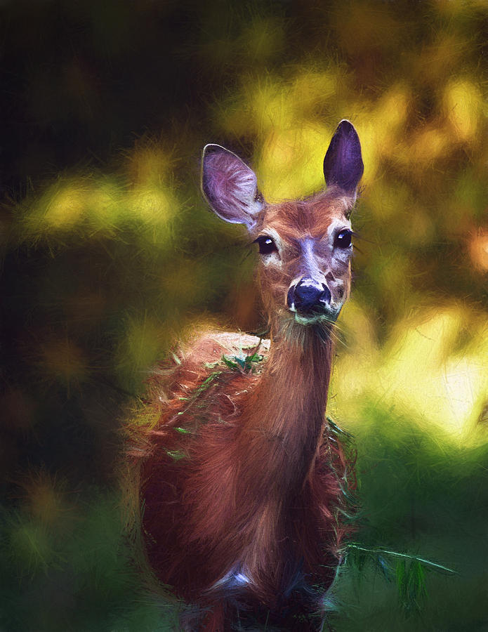 Deer Photograph - White-tailed Deer - Deer - Doe - Wildlife by SharaLee Art