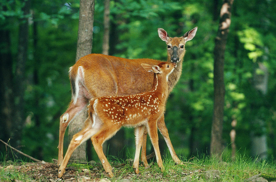 White-tailed Deer Doe And Fawn Photograph by Stephen J. Krasemann