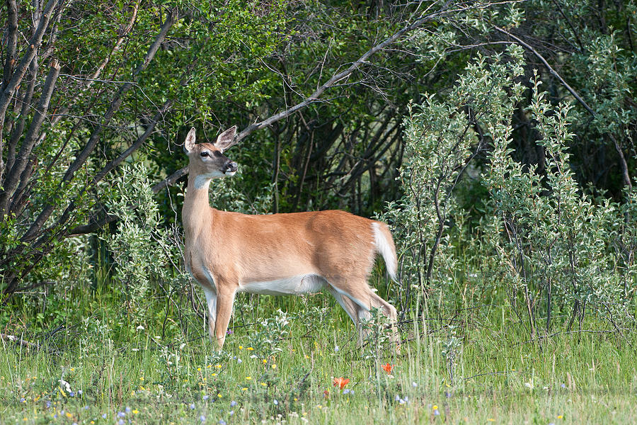 White-tailed Deer Doe Photograph by Andrew J. Martinez