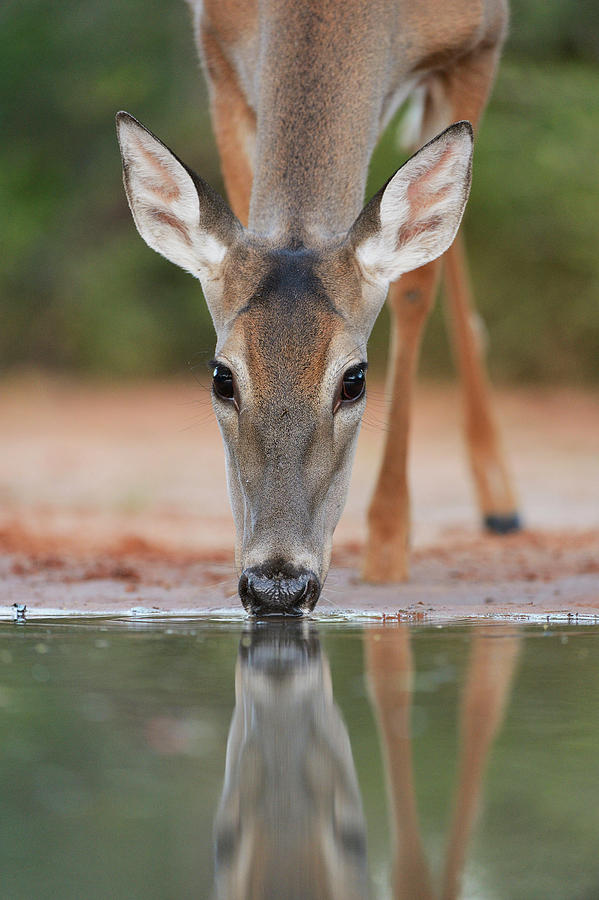 White-tailed Deer Drinking, South Photograph by Rolf Nussbaumer White-tailed Deer Drinking, South Photograph by Rolf Nussbaumer