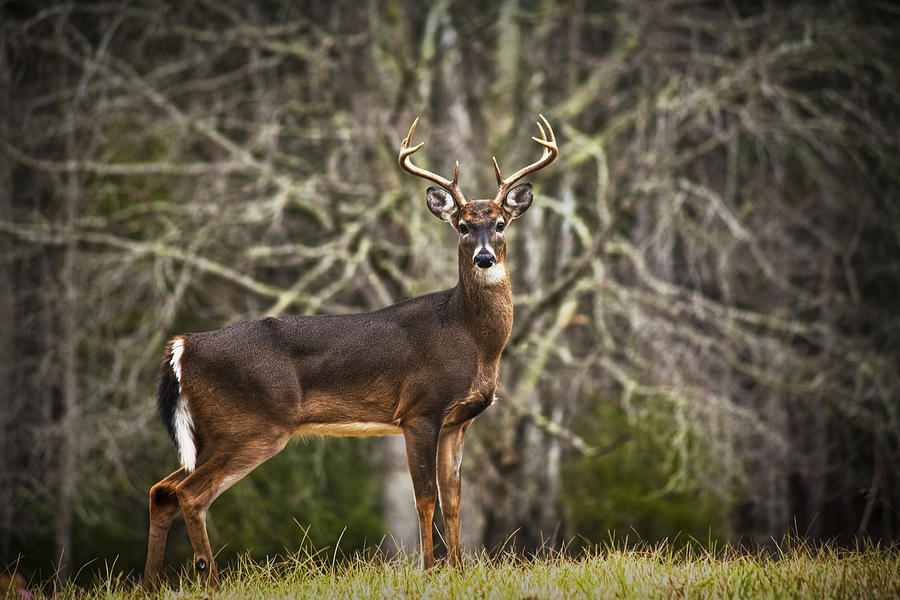 White Tailed Deer Eight Point Buck Photograph by Randall Nyhof