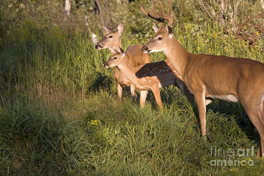 White-tailed Deer Family Photograph by Linda Freshwaters Arndt