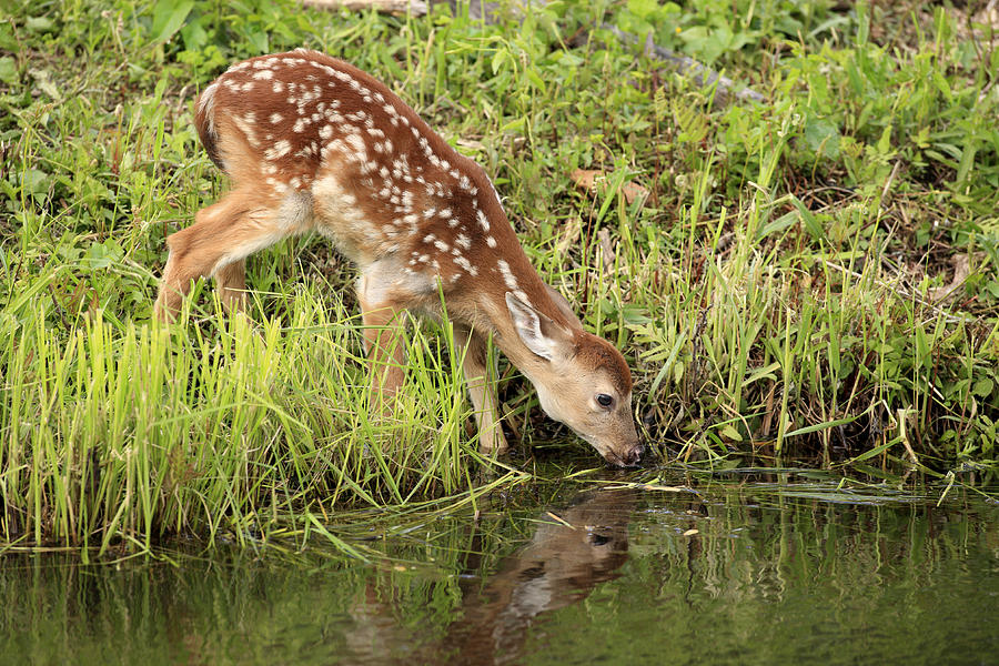 White-tailed Deer Fawn Drinking Photograph by Jurgen and Christine Sohns