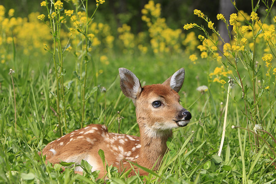 White-tailed Deer Fawn Photograph by M. Watson