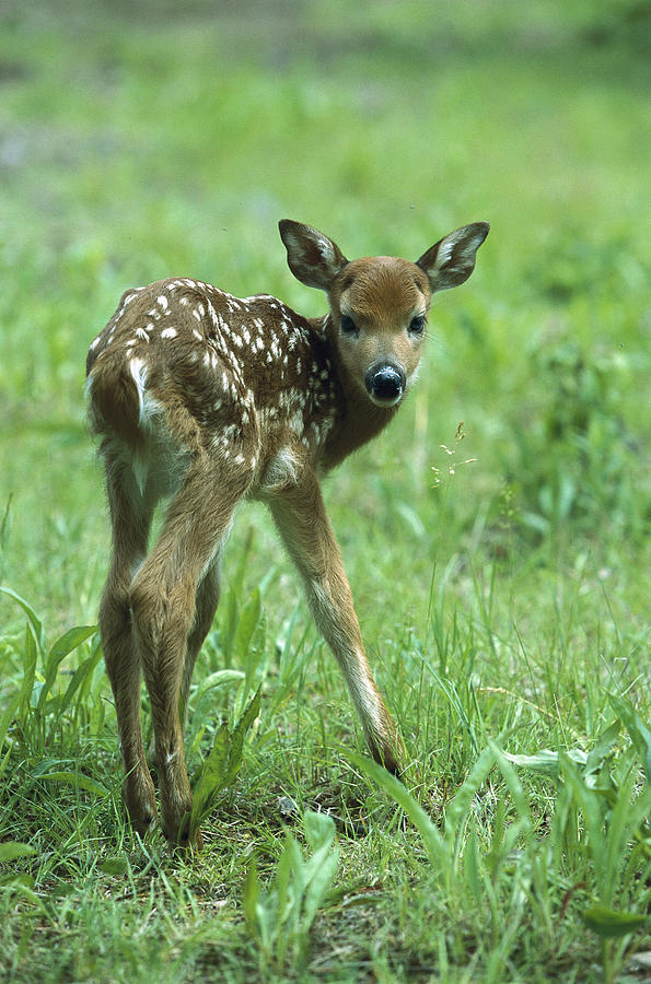White-tailed Deer Fawn Meadow Photograph by Konrad Wothe