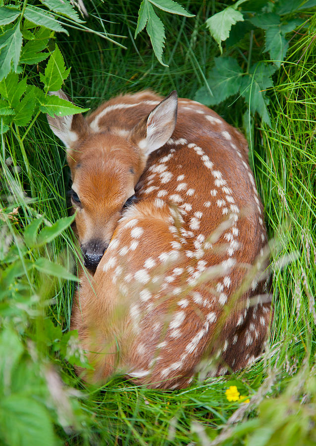 White-tailed Deer Fawn Photograph by Melinda Fawver