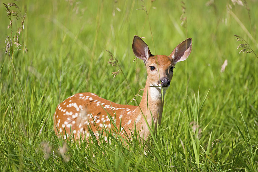 White-tailed Deer Fawn Photograph by Natures Faces