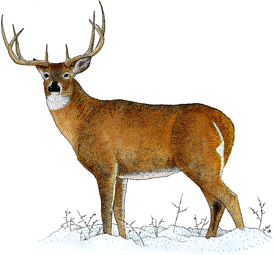 Whitetailed Deer, Illustration Photograph by Roger Hall Pixels