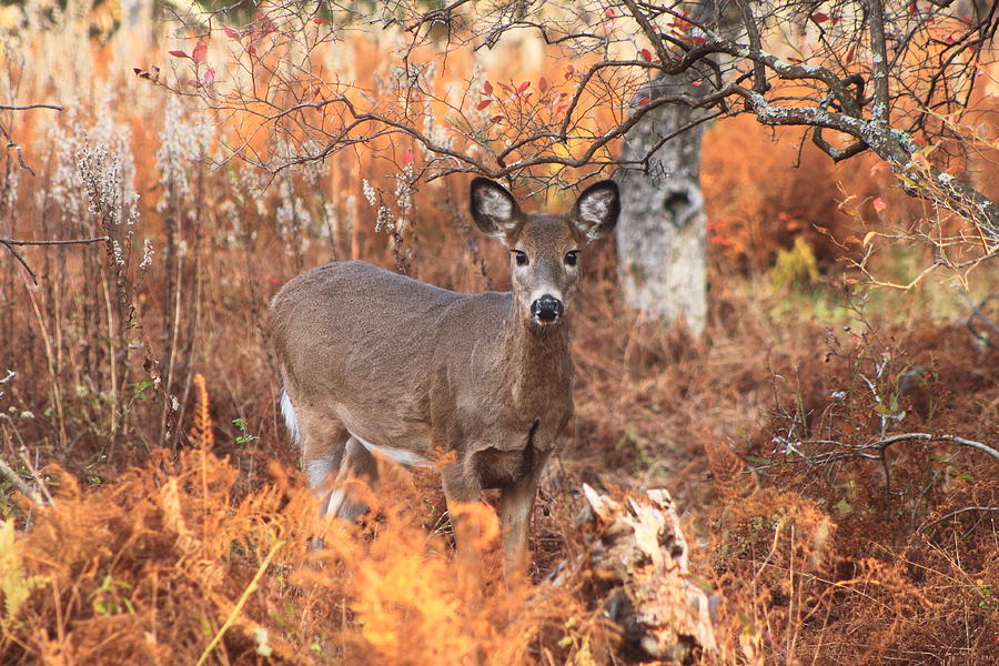 Deer Photograph - White Tailed Deer in Autumn Meadow by John Burk