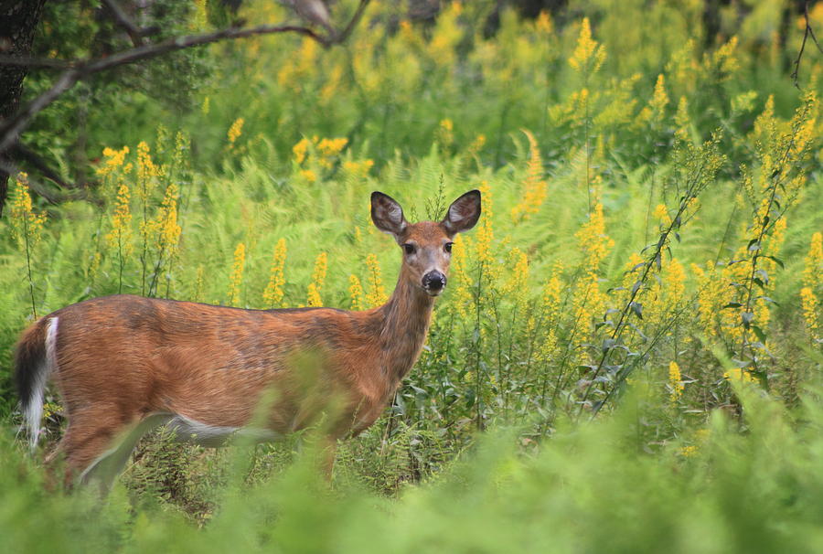 White Tailed Deer In Goldenrod Meadow Photograph