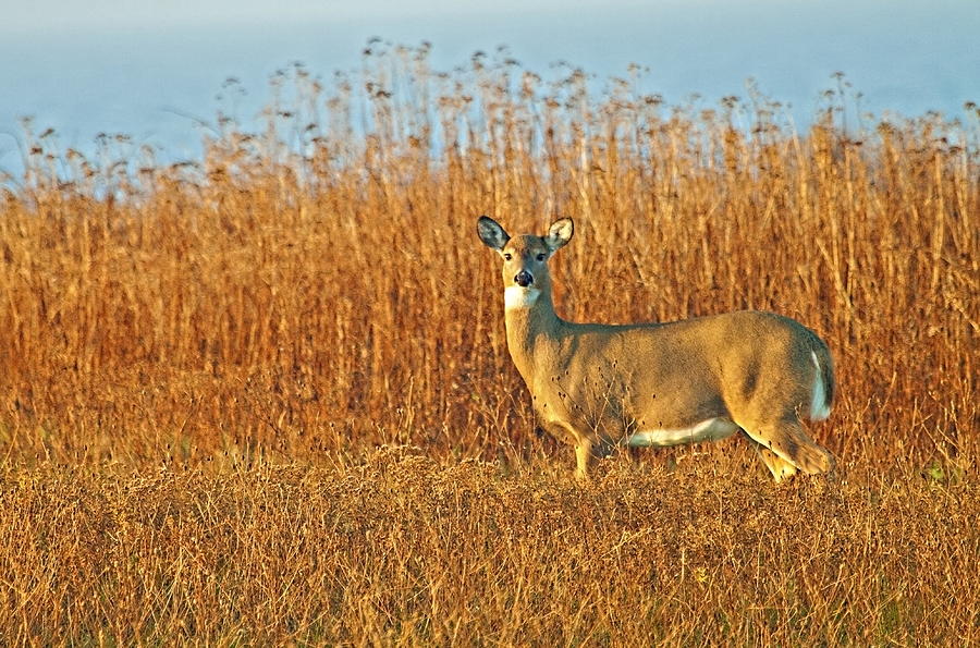 White Tailed Deer in Morning Light Photograph by John Vose