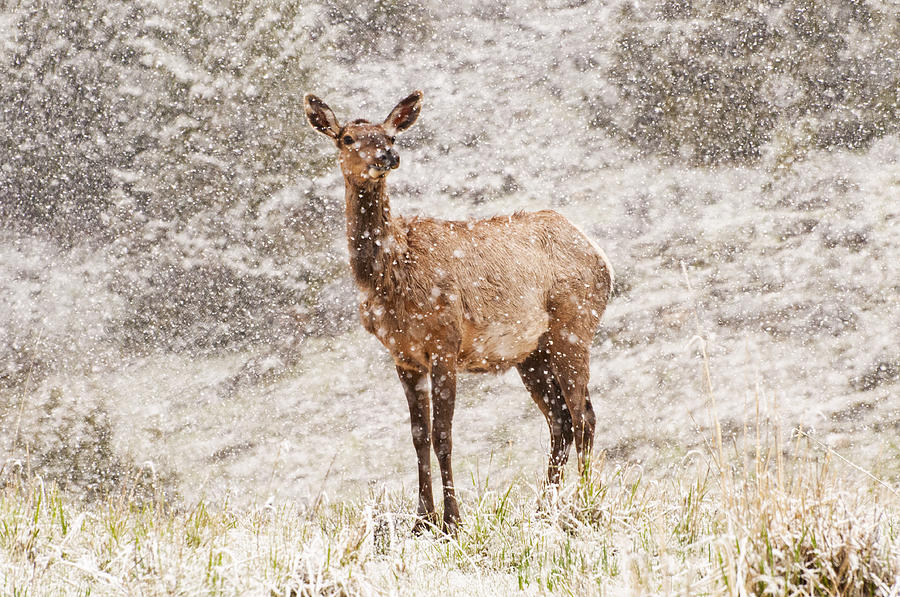 White Tailed Deer in Snow Photograph by Donna Doherty