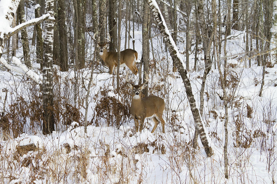 White-tailed Deer In Winter Photograph by Linda Freshwaters Arndt