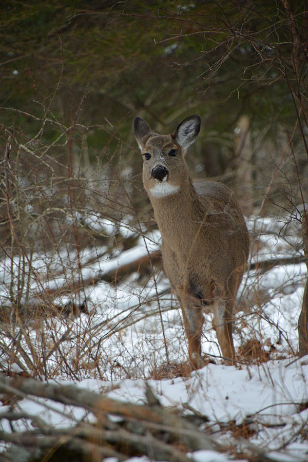 White Tailed Deer in Winter Photograph by Mike Martin
