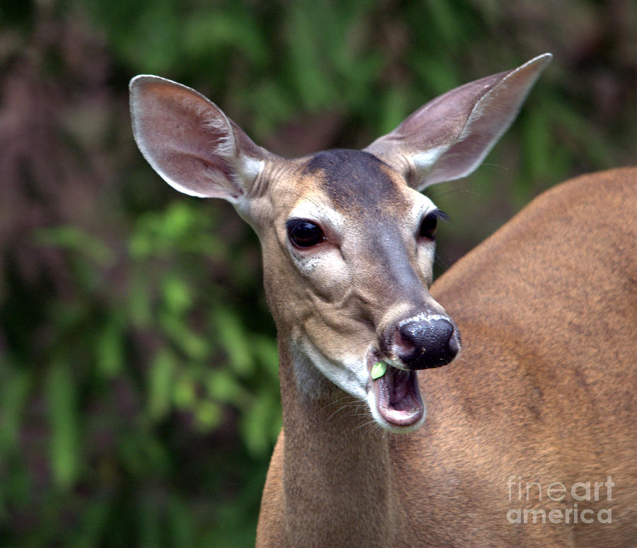 White Tailed Deer Photograph by John Greco