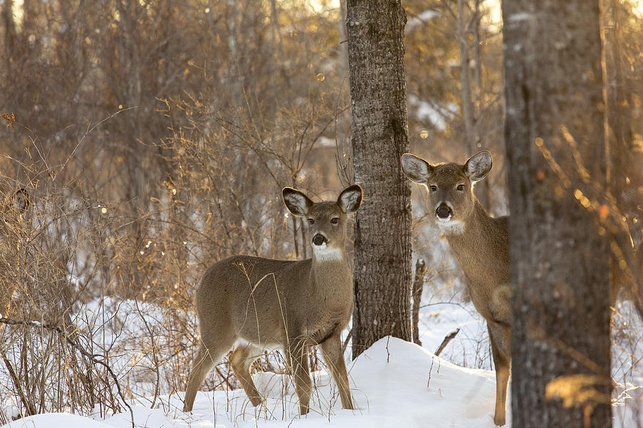 White-tailed Deer Photograph by Linda Arndt