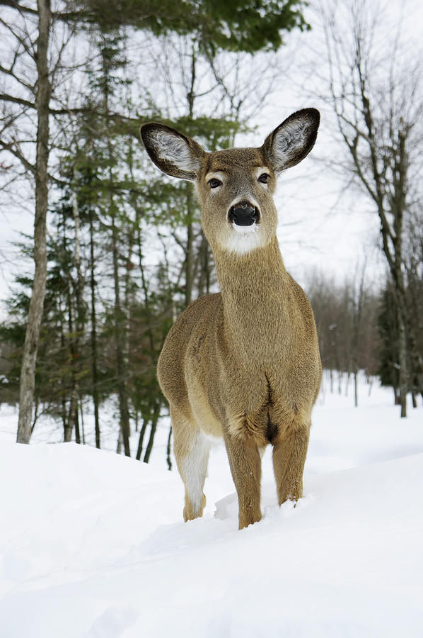 White-tailed Deer Odocoileus Photograph by Steeve Marcoux / Design Pics